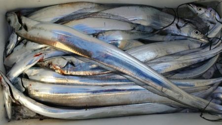 オーフリー 釣果