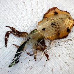 フルコンタクト 釣果