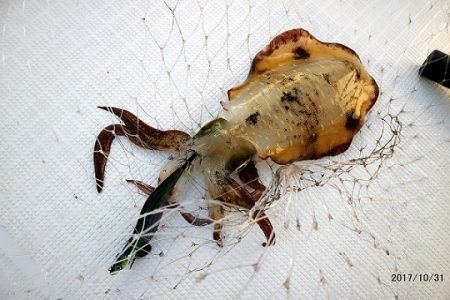 フルコンタクト 釣果