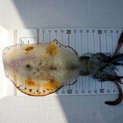 フルコンタクト 釣果