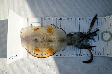 フルコンタクト 釣果