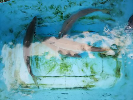 第二常豊丸 釣果