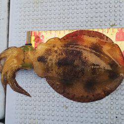 第二常豊丸 釣果