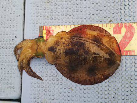 第二常豊丸 釣果