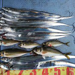 第二常豊丸 釣果