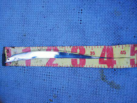 第二常豊丸 釣果