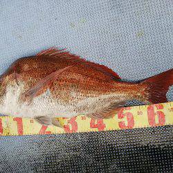 第二常豊丸 釣果