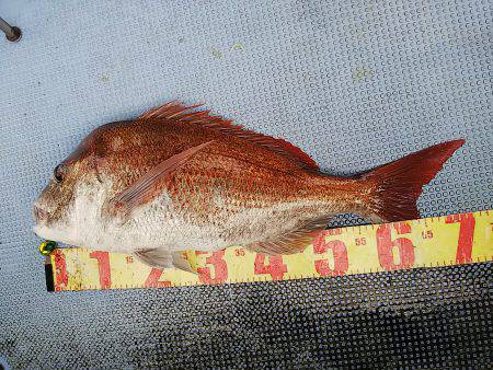 第二常豊丸 釣果