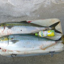 KOU（コウ） 釣果