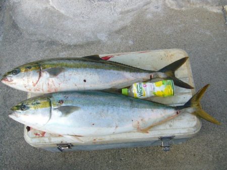 KOU（コウ） 釣果