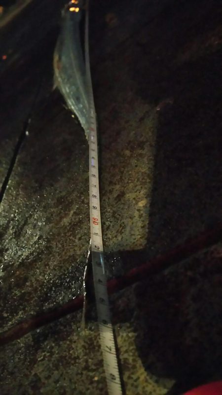 激シブワインド