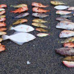 第二一之紀丸(ダイニイチノキマル) 釣果