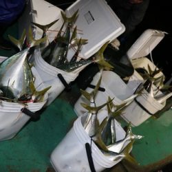 スカイマリン 釣果