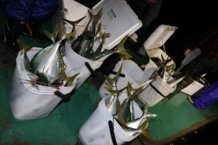 スカイマリン 釣果