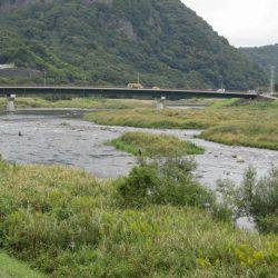 狩野川（狩野川漁業協同組合） 釣果