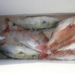 大進丸(新潟) 釣果