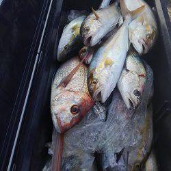 遊漁船 新鋭丸 釣果