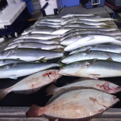 幸風（さちかぜ） 釣果