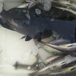 伊豆下田フィッシング 釣果