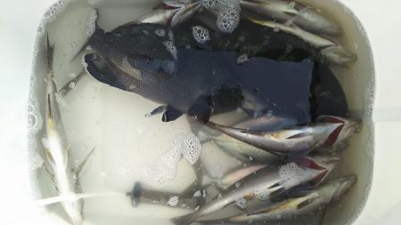 伊豆下田フィッシング 釣果