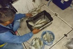 Fisherman Dreams DI 釣果