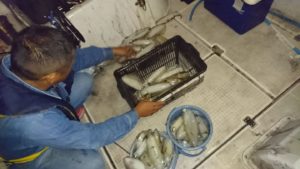 Fisherman Dreams DI 釣果