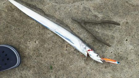 台風後のいい記憶は残念ながら