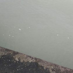 台風後のいい記憶は残念ながら