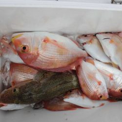 大進丸(新潟) 釣果