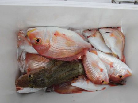 大進丸(新潟) 釣果