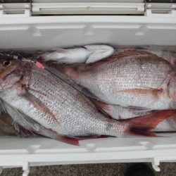 大進丸(新潟) 釣果