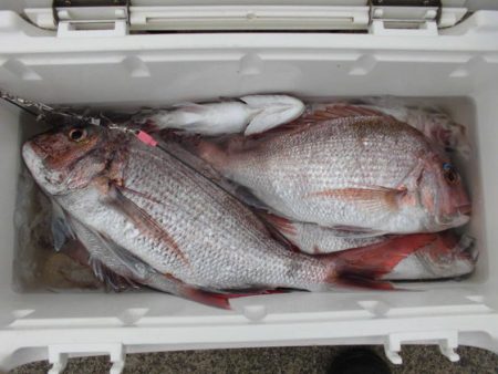 大進丸(新潟) 釣果