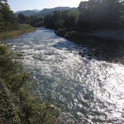 狩野川(狩野川漁業協同組合) 釣果