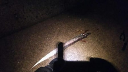 風が強かったですが、牙族は居ました