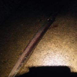 風が強かったですが、牙族は居ました