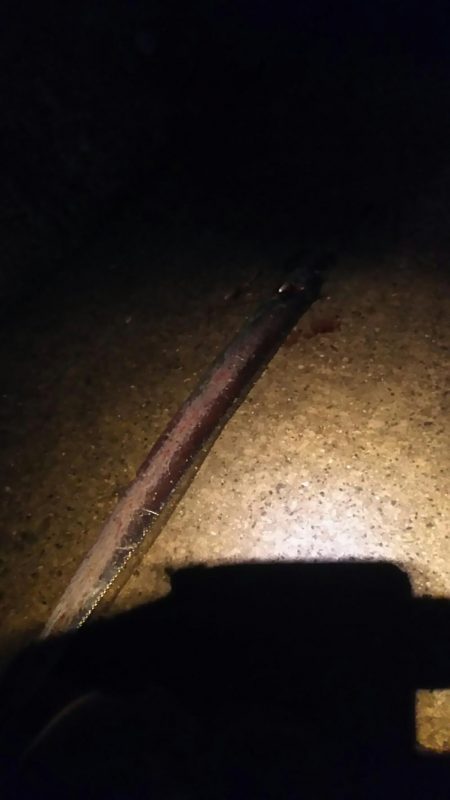 風が強かったですが、牙族は居ました