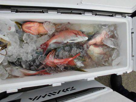 大進丸(新潟) 釣果