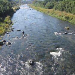 狩野川(狩野川漁業協同組合) 釣果