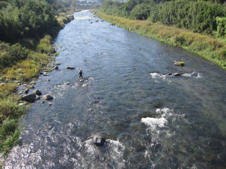 狩野川(狩野川漁業協同組合) 釣果