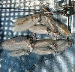 フィッシングガイド りょう 釣果