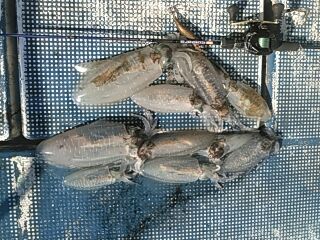 フィッシングガイド りょう 釣果