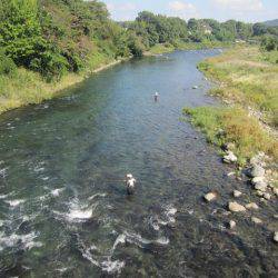 狩野川(狩野川漁業協同組合) 釣果