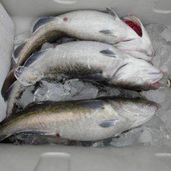 大進丸（新潟） 釣果