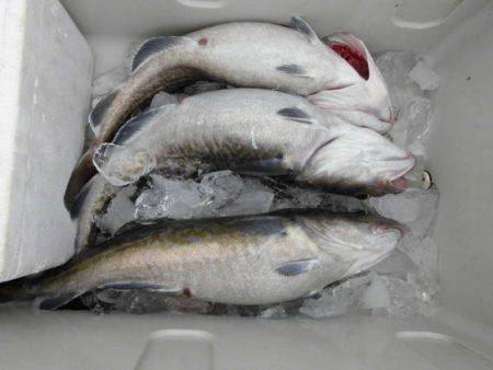 大進丸（新潟） 釣果