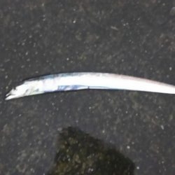 雨の中ですが嵐前に牙族調査