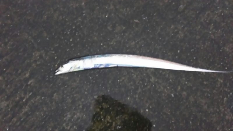 雨の中ですが嵐前に牙族調査