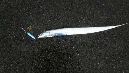 雨の中ですが嵐前に牙族調査