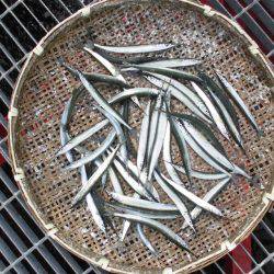 尼崎市立魚つり公園 釣果