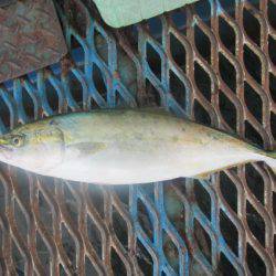 オリジナルメーカー海づり公園(市原市海づり施設) 釣果