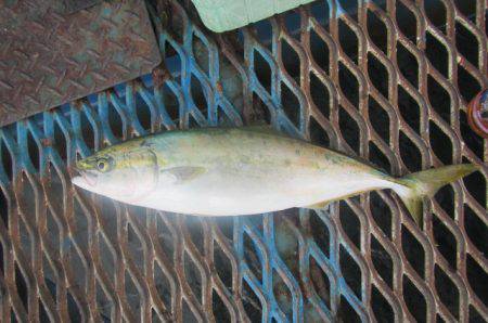 オリジナルメーカー海づり公園(市原市海づり施設) 釣果